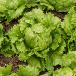 Potagères - Laitue Iceberg Eduardo - BIO - face recto